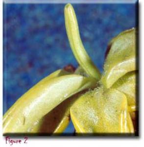 setSC-Pinguicula_lutea-2