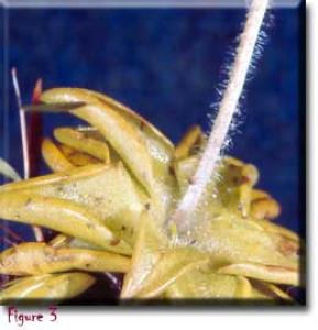 setSC-Pinguicula_lutea-3