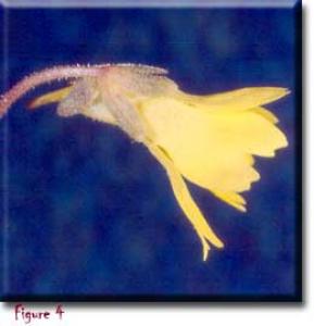 setSC-Pinguicula_lutea-4