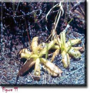 setSC-Pinguicula_macroceras-11
