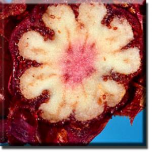 setSC-Sarcodes_sanguinea-10