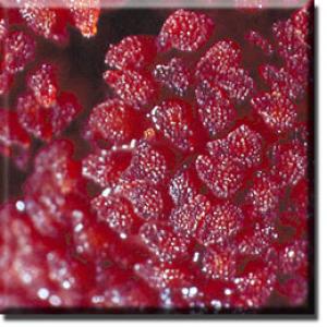 setSC-Sarcodes_sanguinea-11