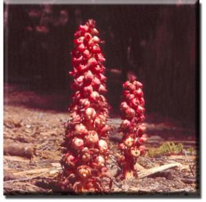 setSC-Sarcodes_sanguinea-2