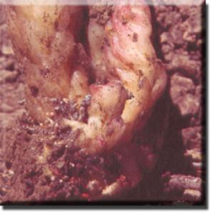 setSC-Sarcodes_sanguinea-3