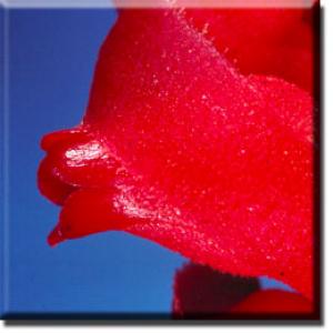 setSC-Sarcodes_sanguinea-4