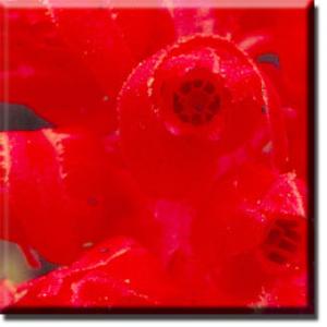 setSC-Sarcodes_sanguinea-5