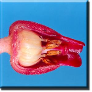 setSC-Sarcodes_sanguinea-6