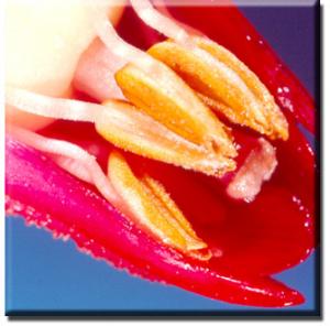 setSC-Sarcodes_sanguinea-7