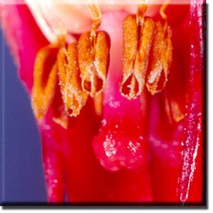 setSC-Sarcodes_sanguinea-8