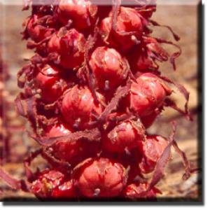setSC-Sarcodes_sanguinea-9