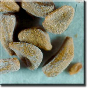 setSC-Sarracenia_alata-10