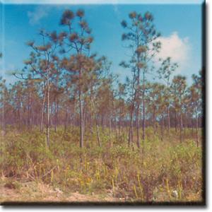 setSC-Sarracenia_alata-1