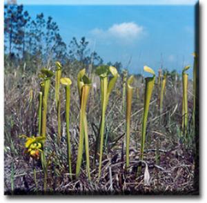 setSC-Sarracenia_alata-2