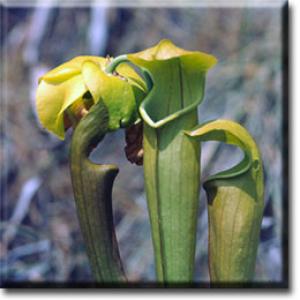 setSC-Sarracenia_alata-3