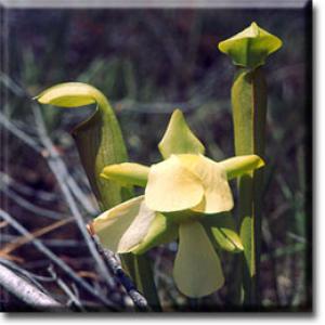 setSC-Sarracenia_alata-4