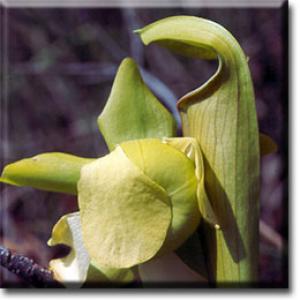 setSC-Sarracenia_alata-5