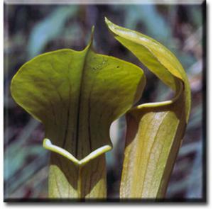 setSC-Sarracenia_alata-6