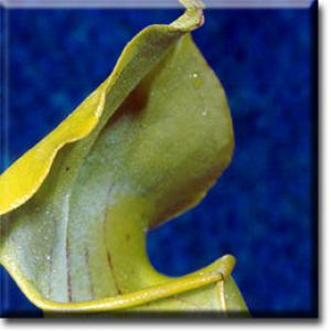 setSC-Sarracenia_alata-7