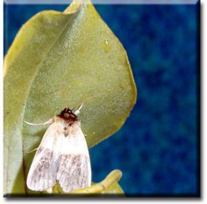 setSC-Sarracenia_alata-8