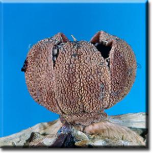 setSC-Sarracenia_alata-9