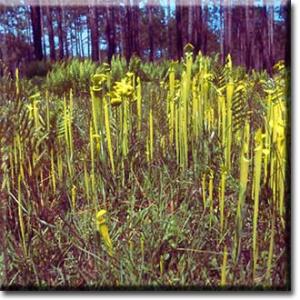 setSC-Sarracenia_flava-1
