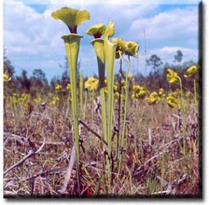setSC-Sarracenia_flava-2