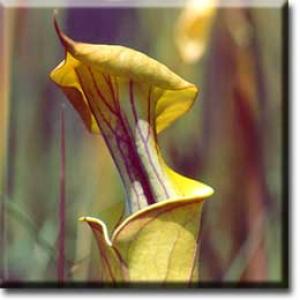 setSC-Sarracenia_flava-3