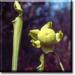 setSC-Sarracenia_flava-4