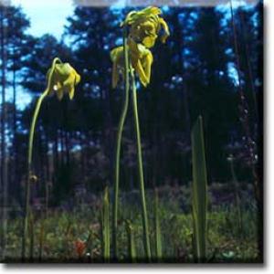 setSC-Sarracenia_flava-5