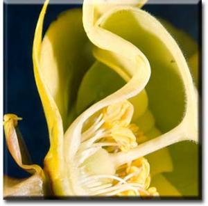 setSC-Sarracenia_flava-6