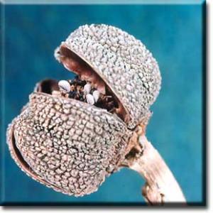 setSC-Sarracenia_flava-7
