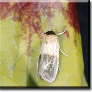 setSC-Sarracenia_flava-8