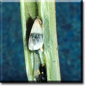 setSC-Sarracenia_flava-9