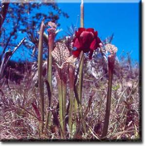 setSC-Sarracenia_leucophylla-1