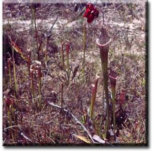 setSC-Sarracenia_leucophylla-2