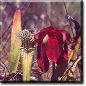setSC-Sarracenia_leucophylla-3
