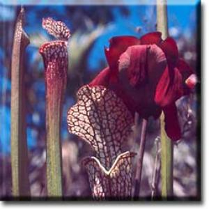 setSC-Sarracenia_leucophylla-4