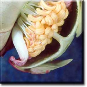 setSC-Sarracenia_leucophylla-5