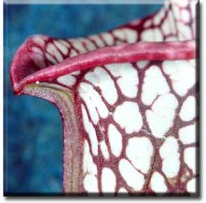 setSC-Sarracenia_leucophylla-6