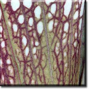 setSC-Sarracenia_leucophylla-7