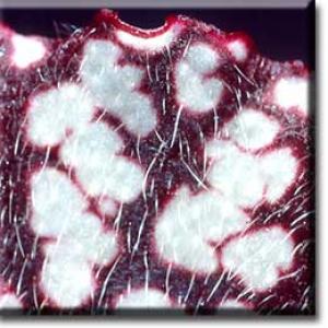 setSC-Sarracenia_leucophylla-8