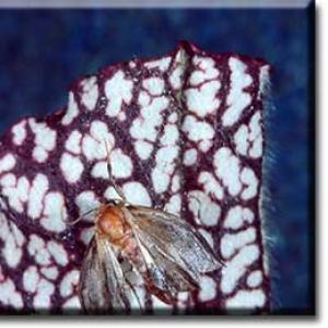 setSC-Sarracenia_leucophylla-9