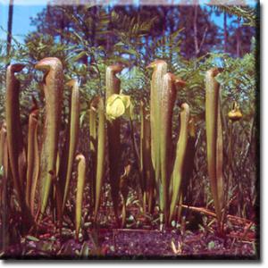 setSC-Sarracenia_minor-1