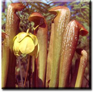 setSC-Sarracenia_minor-2