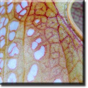 setSC-Sarracenia_minor-3