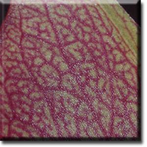 setSC-Sarracenia_minor-4