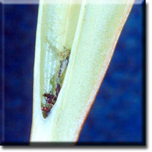 setSC-Sarracenia_minor-5