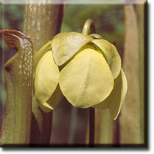 setSC-Sarracenia_minor-6