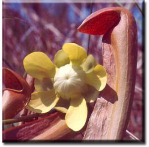 setSC-Sarracenia_minor-7