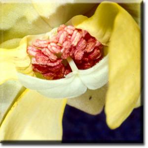 setSC-Sarracenia_minor-8